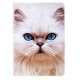 Обложка для паспорта "Белая кошка"